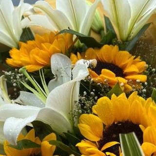 Sunflower and lily wallpaper