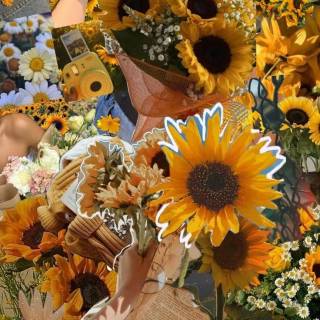 Sunflower and lily wallpaper