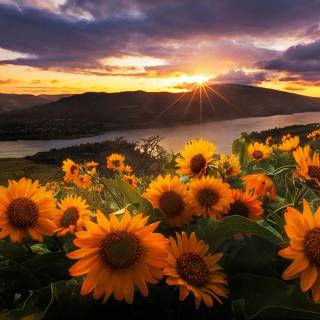 Sunflower and lily wallpaper