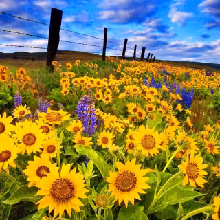 Sunflower and lily wallpaper