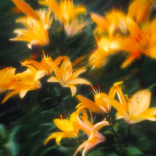 Sunflower and lily wallpaper