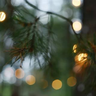 Fairy lights desktop wallpaper