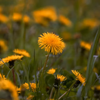 Dandelion mobile wallpaper