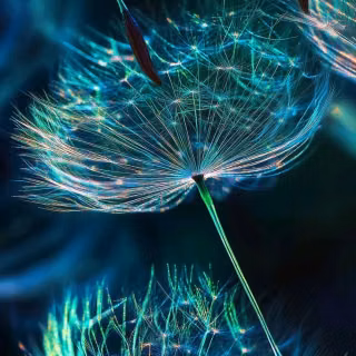Dandelion mobile wallpaper