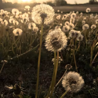 Dandelion mobile wallpaper