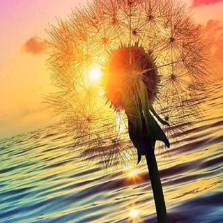 Dandelion mobile wallpaper
