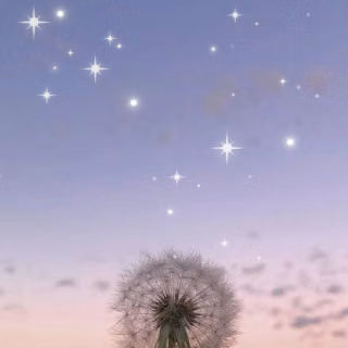 Dandelion mobile wallpaper