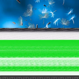 Dandelion mobile wallpaper