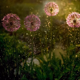 Dandelion mobile wallpaper