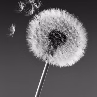 Dandelion mobile wallpaper