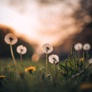 Dandelion mobile wallpaper