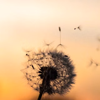 Dandelion mobile wallpaper