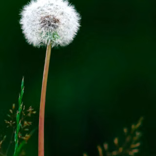Dandelion mobile wallpaper