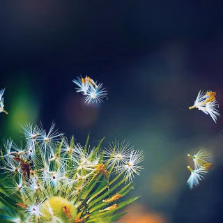 Dandelion mobile wallpaper