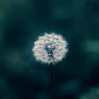 Dandelion mobile wallpaper