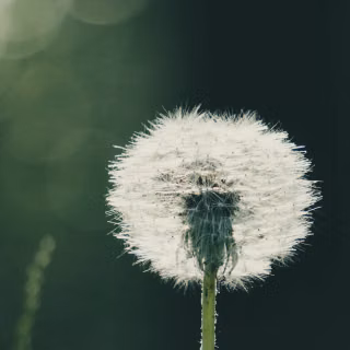 Dandelion mobile wallpaper