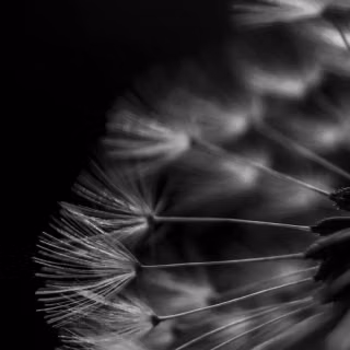 Dandelion mobile wallpaper