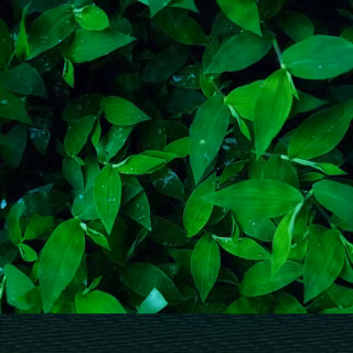 Green leaves mobile wallpaper