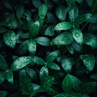 Green leaves mobile wallpaper
