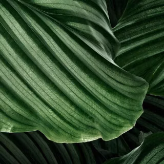 Green leaves mobile wallpaper