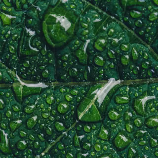Green leaves mobile wallpaper