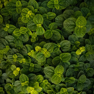 Green leaves mobile wallpaper