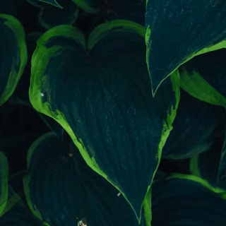 Green leaves mobile wallpaper
