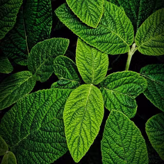 Green leaves mobile wallpaper