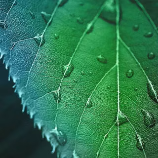 Green leaves mobile wallpaper