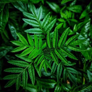 Green leaves mobile wallpaper