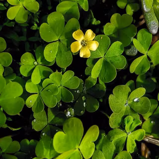Green leaves mobile wallpaper