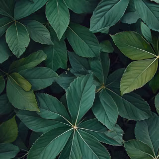 Green leaves mobile wallpaper