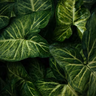 Green leaves mobile wallpaper