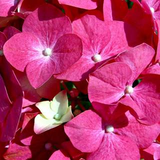 Pink flowers wallpaper