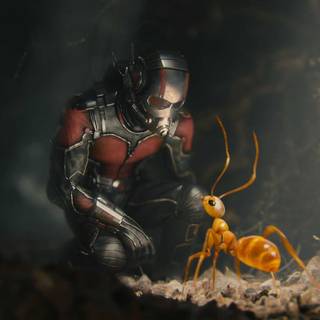 Ant Man wallpaper