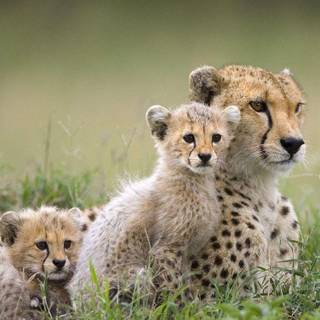 Cute animals wallpaper