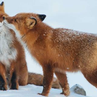 Cute animals wallpaper