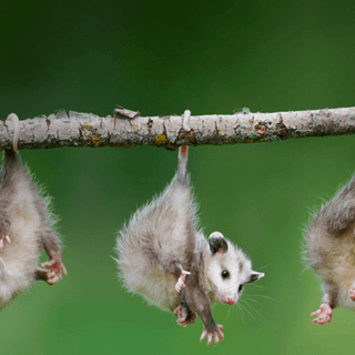 Cute animals wallpaper