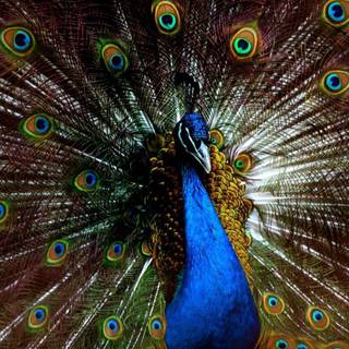 Peacock Feathers wallpaper