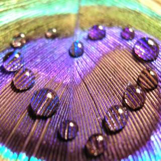 Peacock Feathers wallpaper