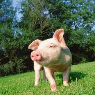Pig wallpaper