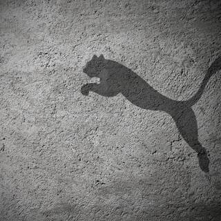 Puma wallpaper
