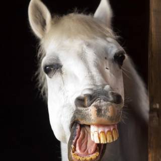 Funny Animals wallpaper