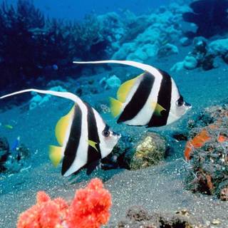 Sea animals wallpaper