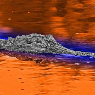 Florida Gators wallpaper