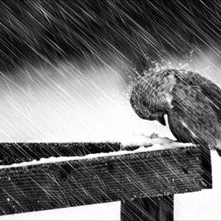 Depression wallpaper