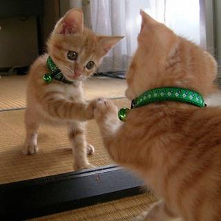 Funny cats wallpaper