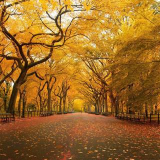 Autumn wallpaper HD