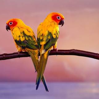 Parrots wallpaper
