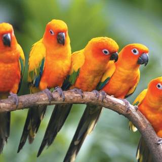 Parrots wallpaper
